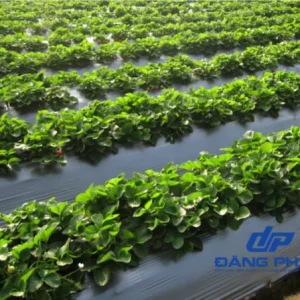 Màng phủ nông nghiệp 7 tấc, 8 tấc, 9 tấc dày 14MIC dài 400m cho mùa màng bội thu