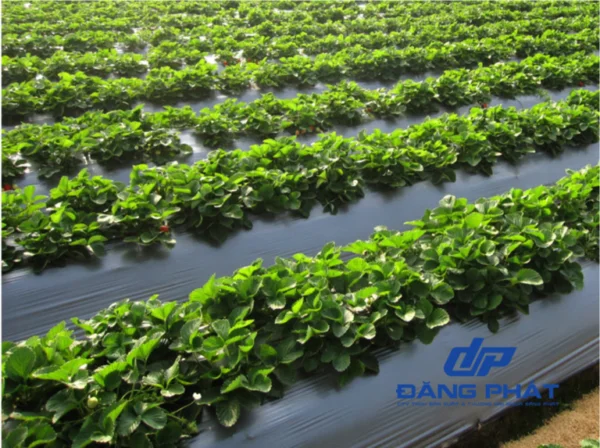 Màng phủ nông nghiệp 7 tấc, 8 tấc, 9 tấc dày 14MIC dài 400m cho mùa màng bội thu
