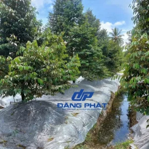 Màng phủ sầu riêng, mủ đậy cam quýt 4-5 zem PE trắng trong che chắn